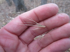 Elymus glabriflorus