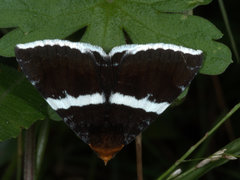 Buzara frontinus