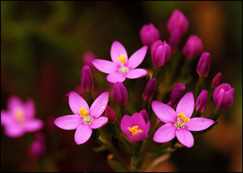 Centaurium erythraea