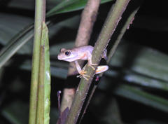 Ptychohyla hypomykter