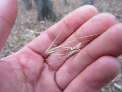 Elymus glabriflorus