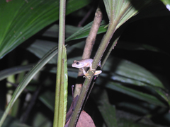 Ptychohyla hypomykter