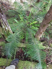 Lepidozamia peroffskyana