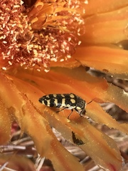 Acmaeodera alicia