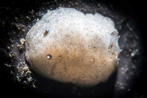 How to identify Paradoris dubia (Bergh, 1904)