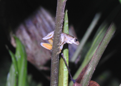 Ptychohyla hypomykter