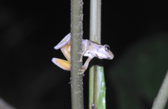 Ptychohyla hypomykter