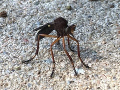 Diogmites platypterus