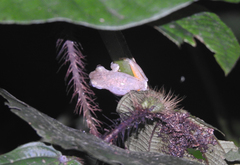 Ptychohyla hypomykter