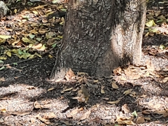 Turdus chrysolaus