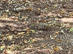 Turdus chrysolaus