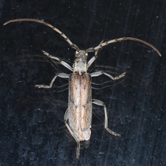 Didymocantha obliqua