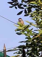 Passer domesticus