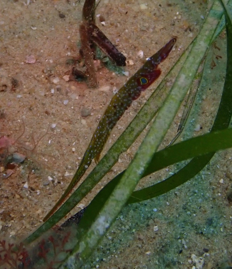Tozeuma elongata