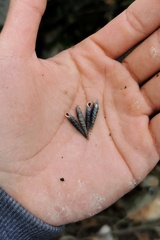 Euphaedusa lunanensis