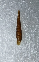 Euphaedusa lunanensis