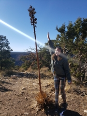 Agave utahensis kaibabensis