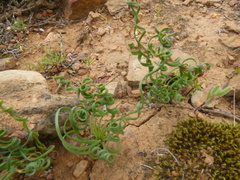 Gethyllis spiralis