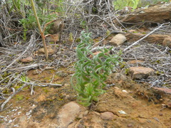 Gethyllis spiralis