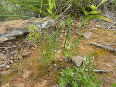 Gethyllis spiralis