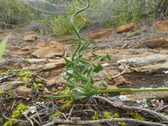 Gethyllis spiralis