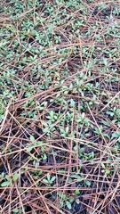 Ceanothus prostratus prostratus