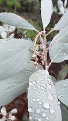 Arctostaphylos mewukka