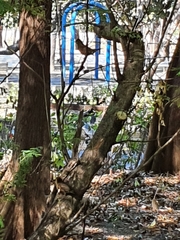 Turdus chrysolaus