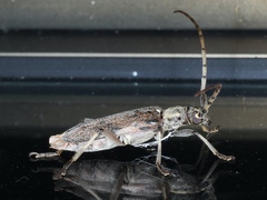 Didymocantha obliqua