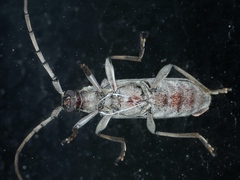 Didymocantha obliqua