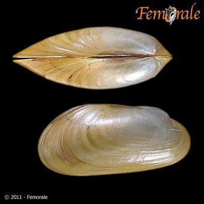 Representative image of Idas