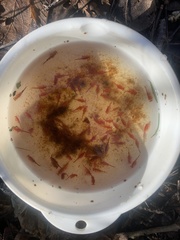 Eubranchipus oregonus