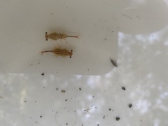 Eubranchipus oregonus