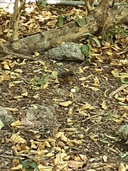 Turdus chrysolaus