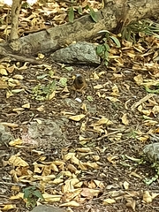 Turdus chrysolaus