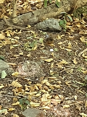 Turdus chrysolaus