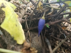 Lycianthes acapulcensis