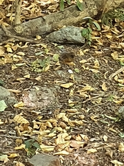 Turdus chrysolaus