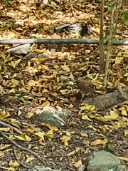 Turdus chrysolaus
