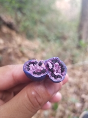 Lycianthes acapulcensis