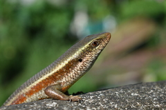 Eutropis lankae