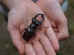 Lucanus elaphus