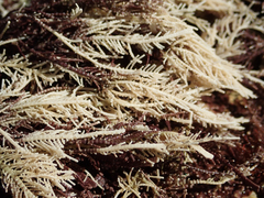 Lithothrix aspergillum