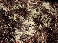 Lithothrix aspergillum