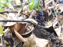 Lycianthes acapulcensis