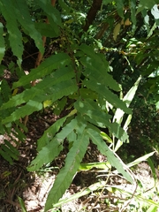 Cupaniopsis newmanii