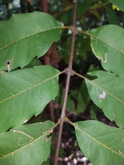 Cupaniopsis newmanii
