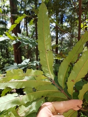 Cupaniopsis newmanii