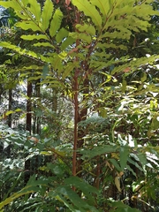 Cupaniopsis newmanii