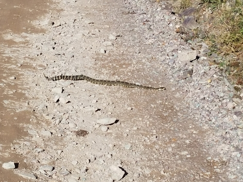 iNaturalist observation 2017-10-06